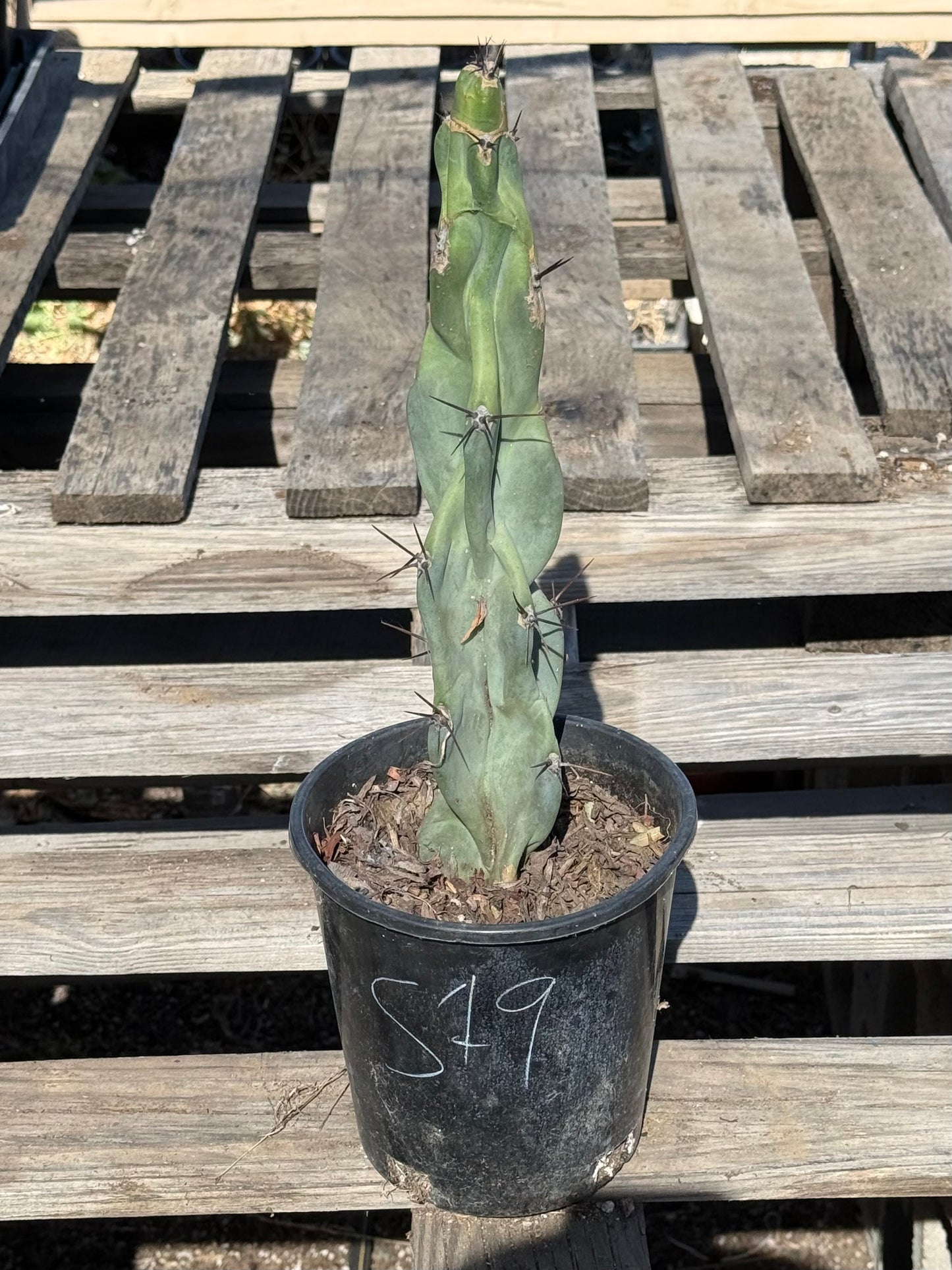Cereus forbesii S19