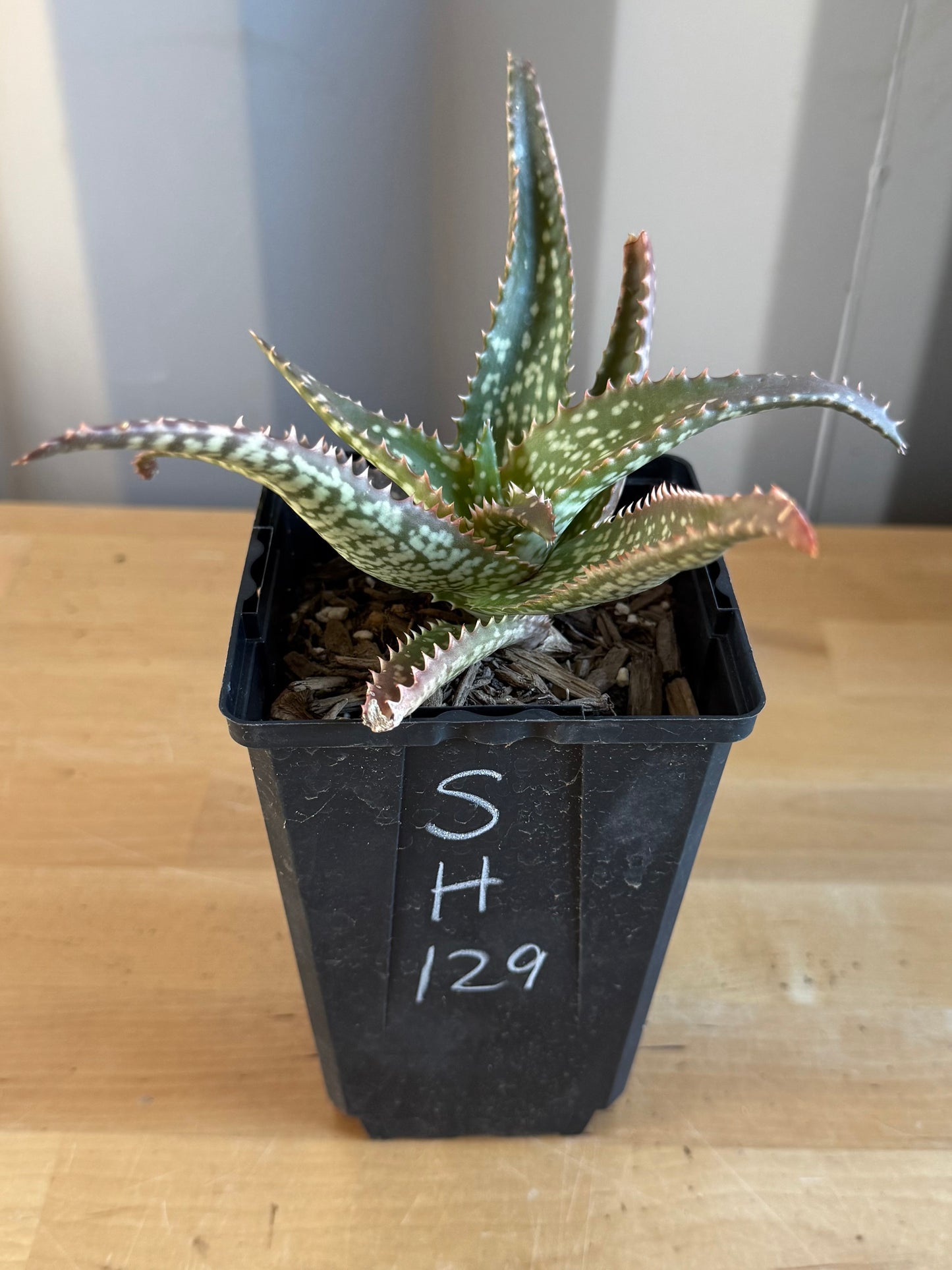 Aloe 'Cynthia Giddy' SH129