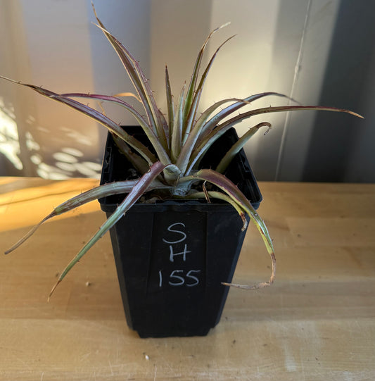 Dyckia Bromeliad SH155