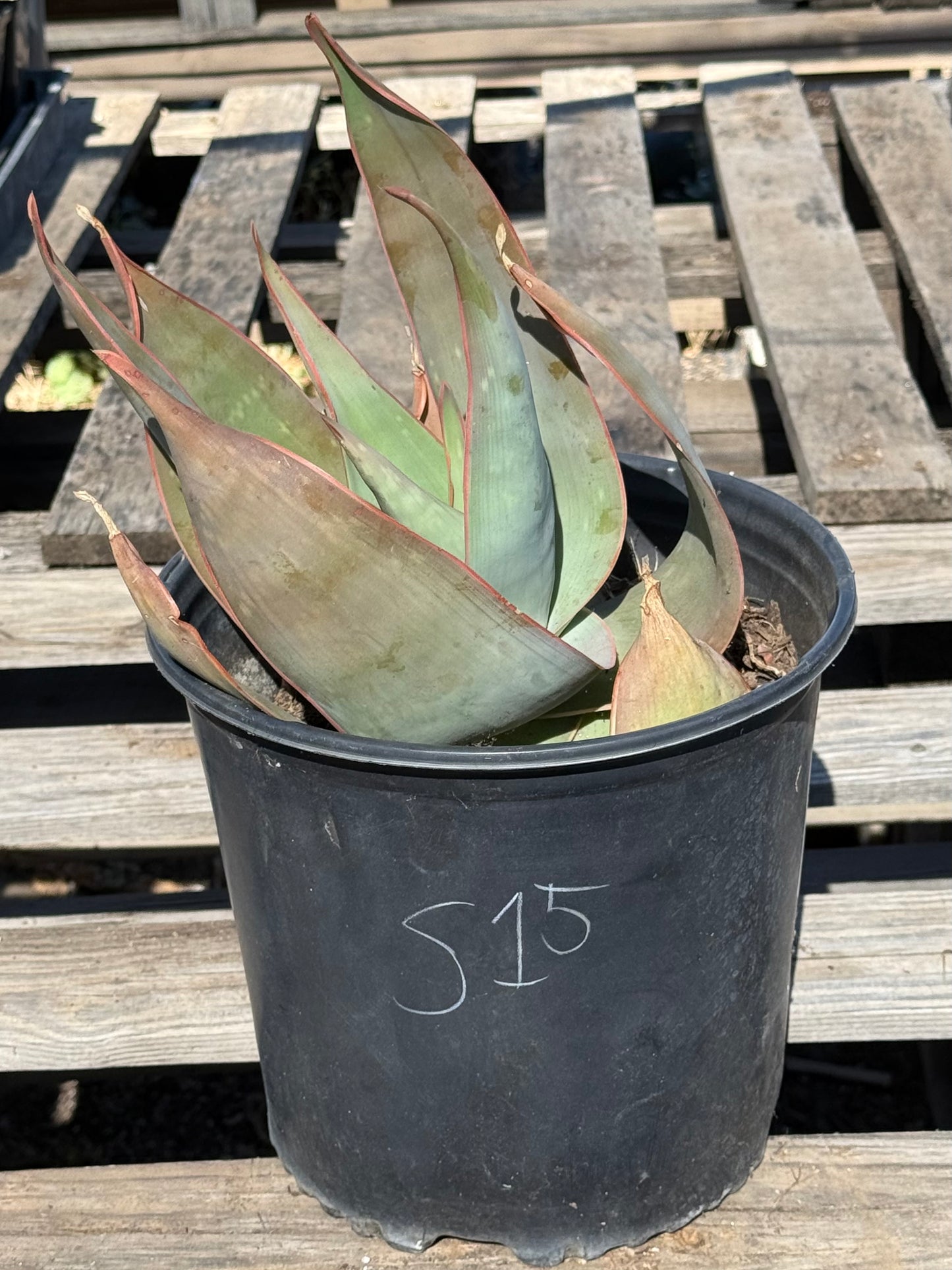 Coral Aloe S15 | Aloe striata
