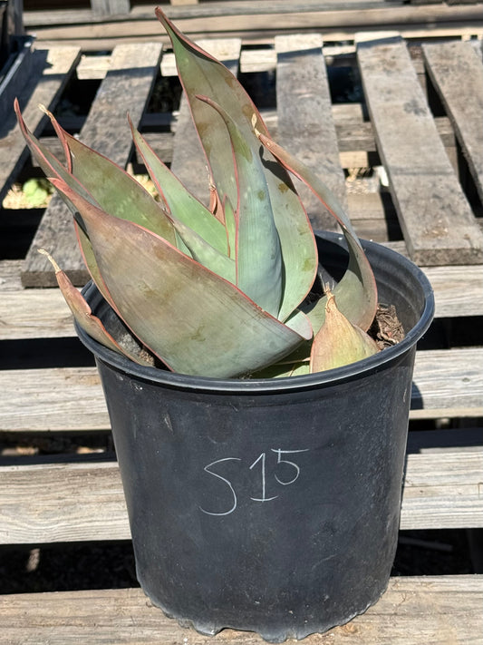 Coral Aloe S15 | Aloe striata