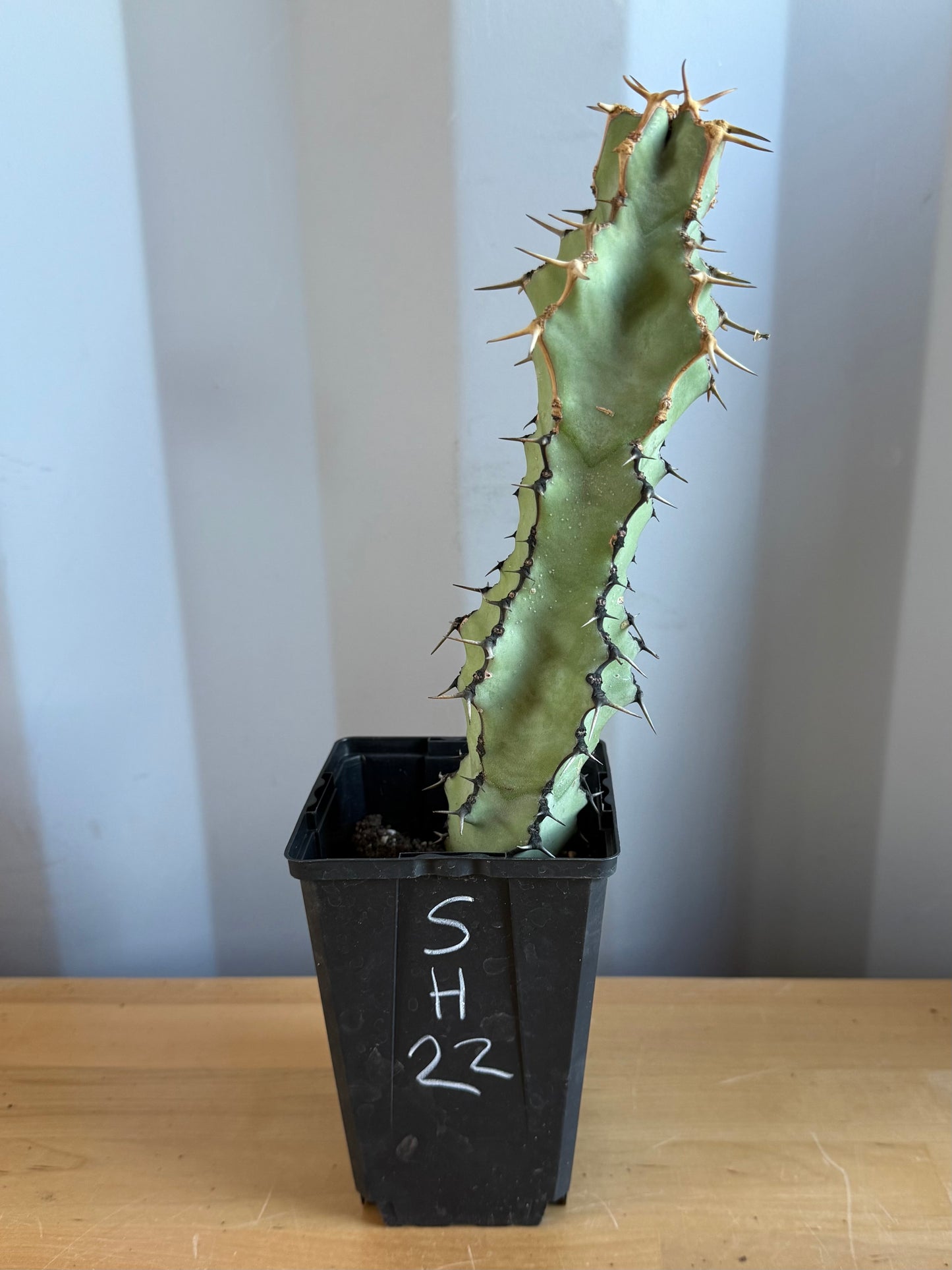 Euphorbia coerulescens SH22