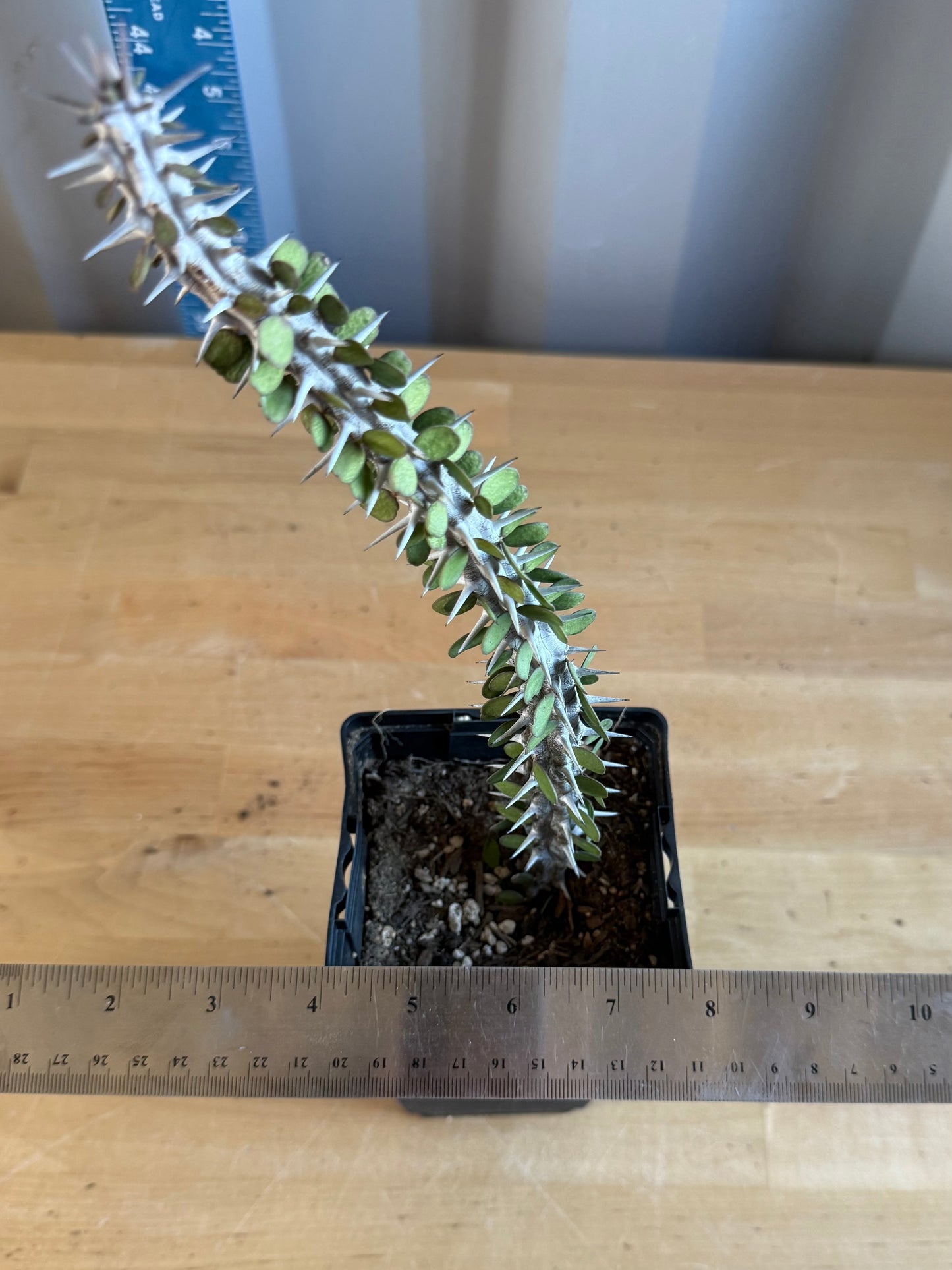 Madagascar Ocotillo SH111 | Alluaudia procera