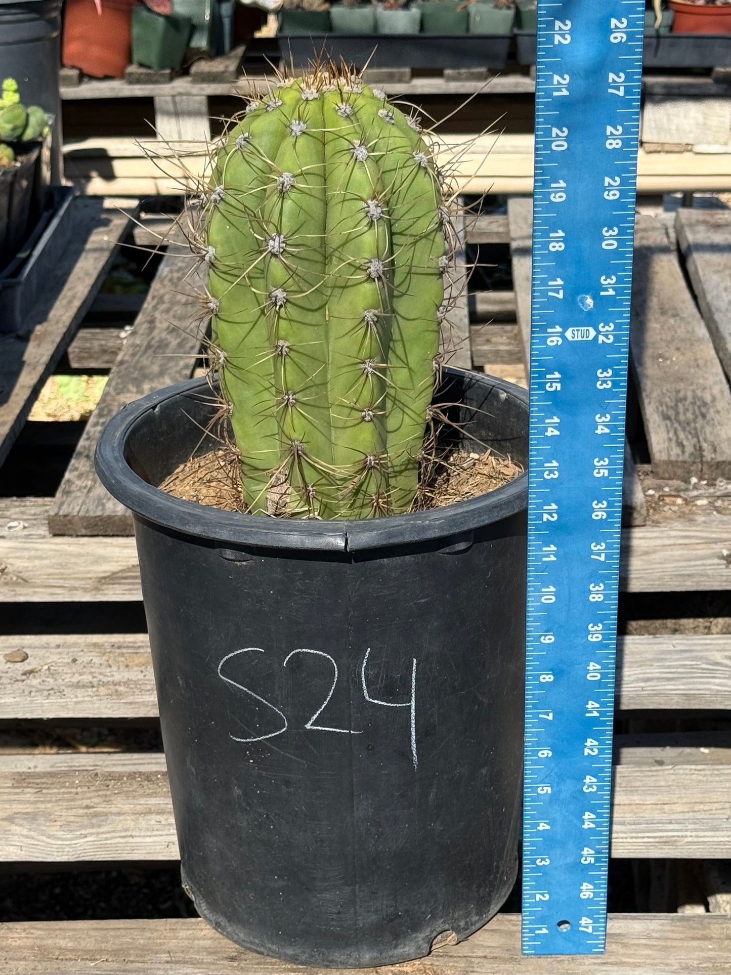 Echinopsis terscheckii S24