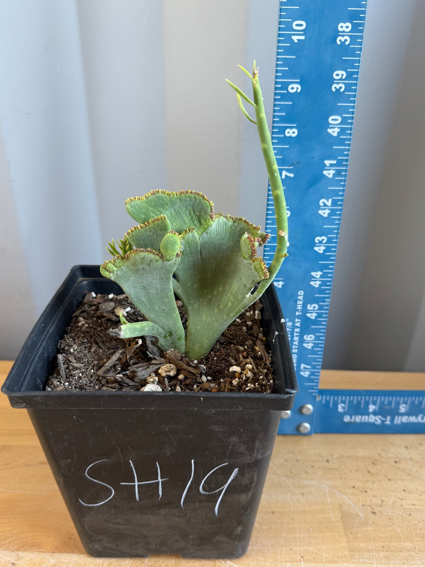 Crested Euphorbia mauritanica SH19