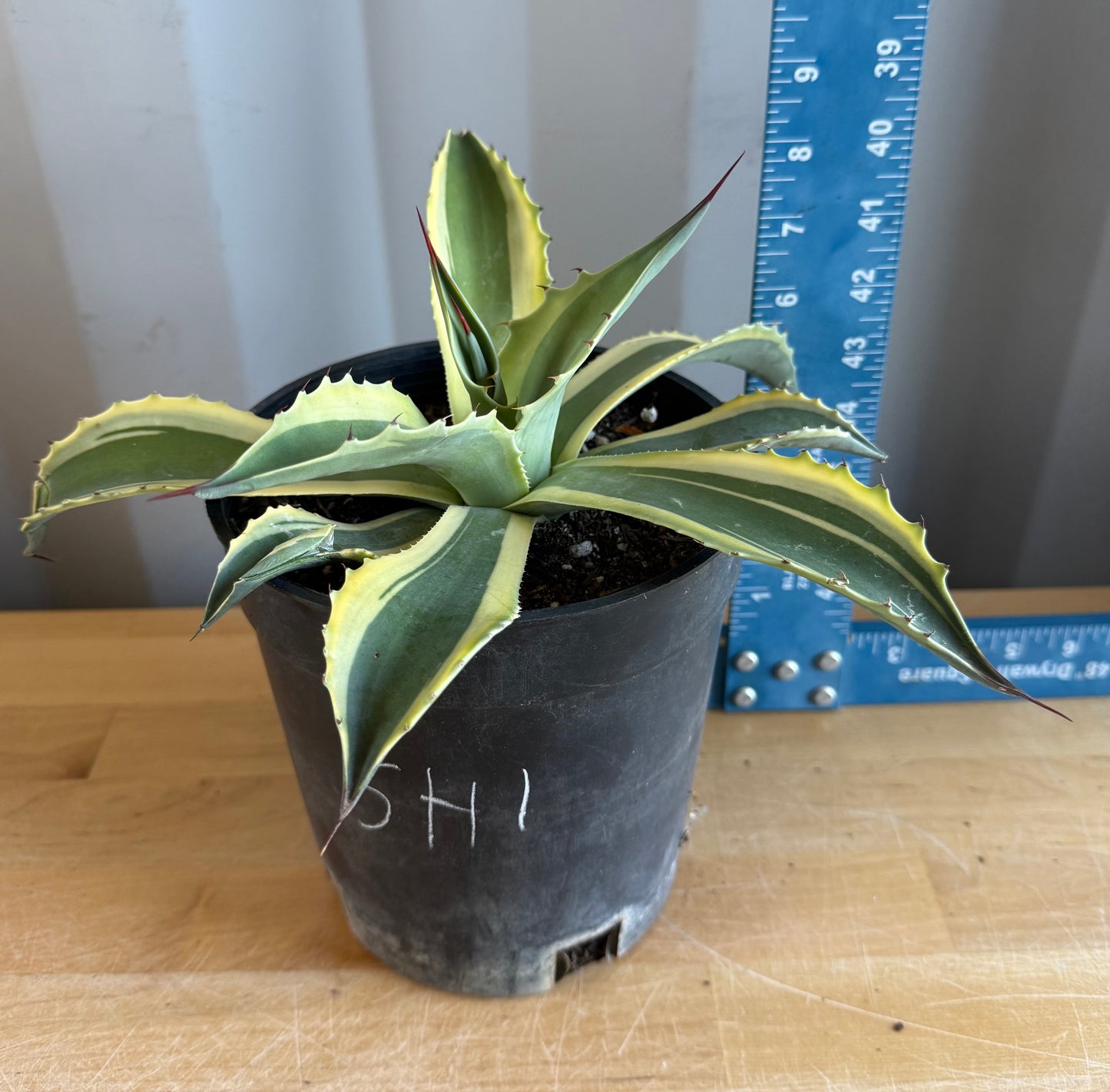 Orca Variegated Whale's Tongue Agave SH1 | Agave ovatifolia 'Orca' variegata