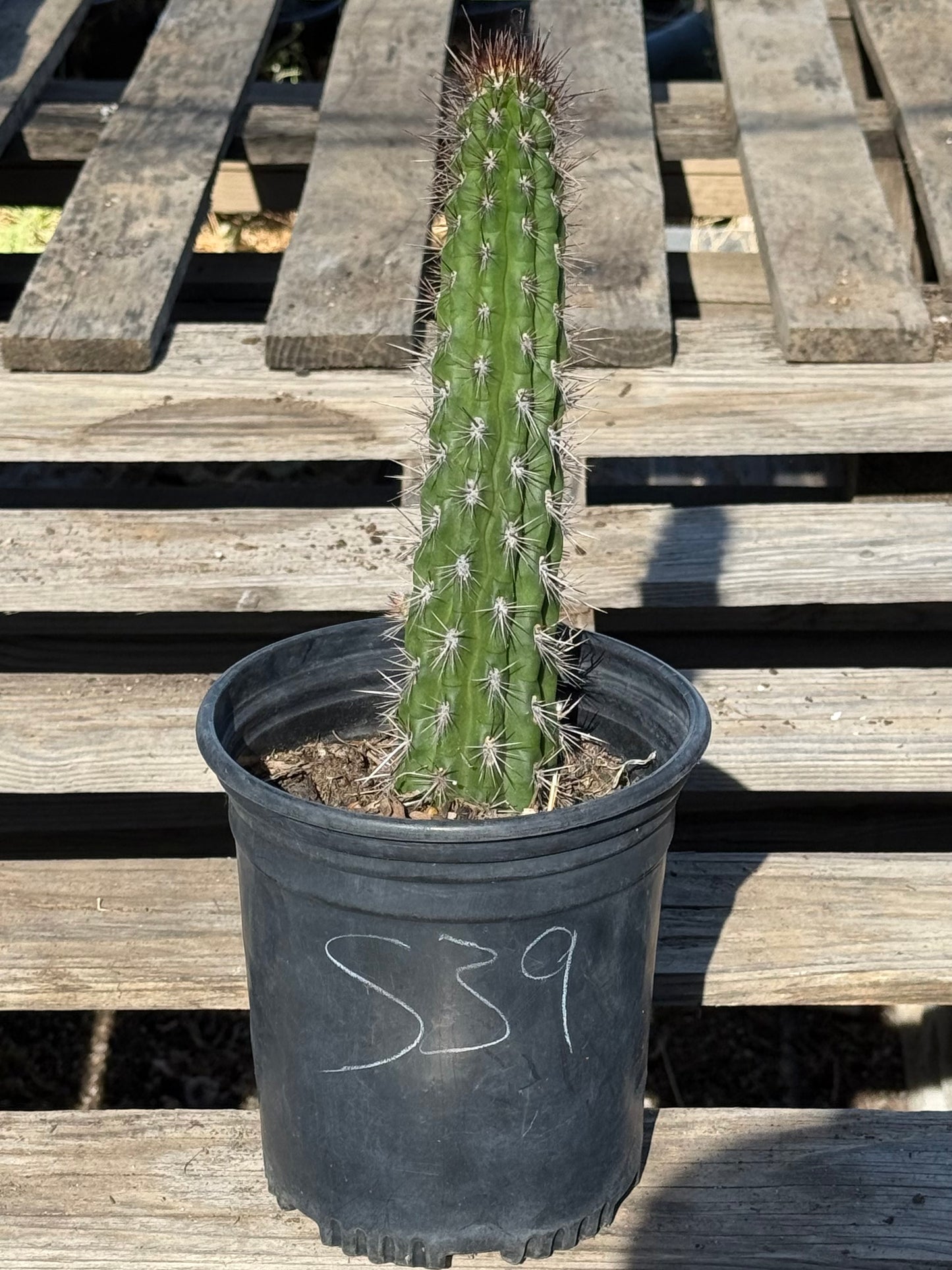 Cleistocactus fieldianus S39