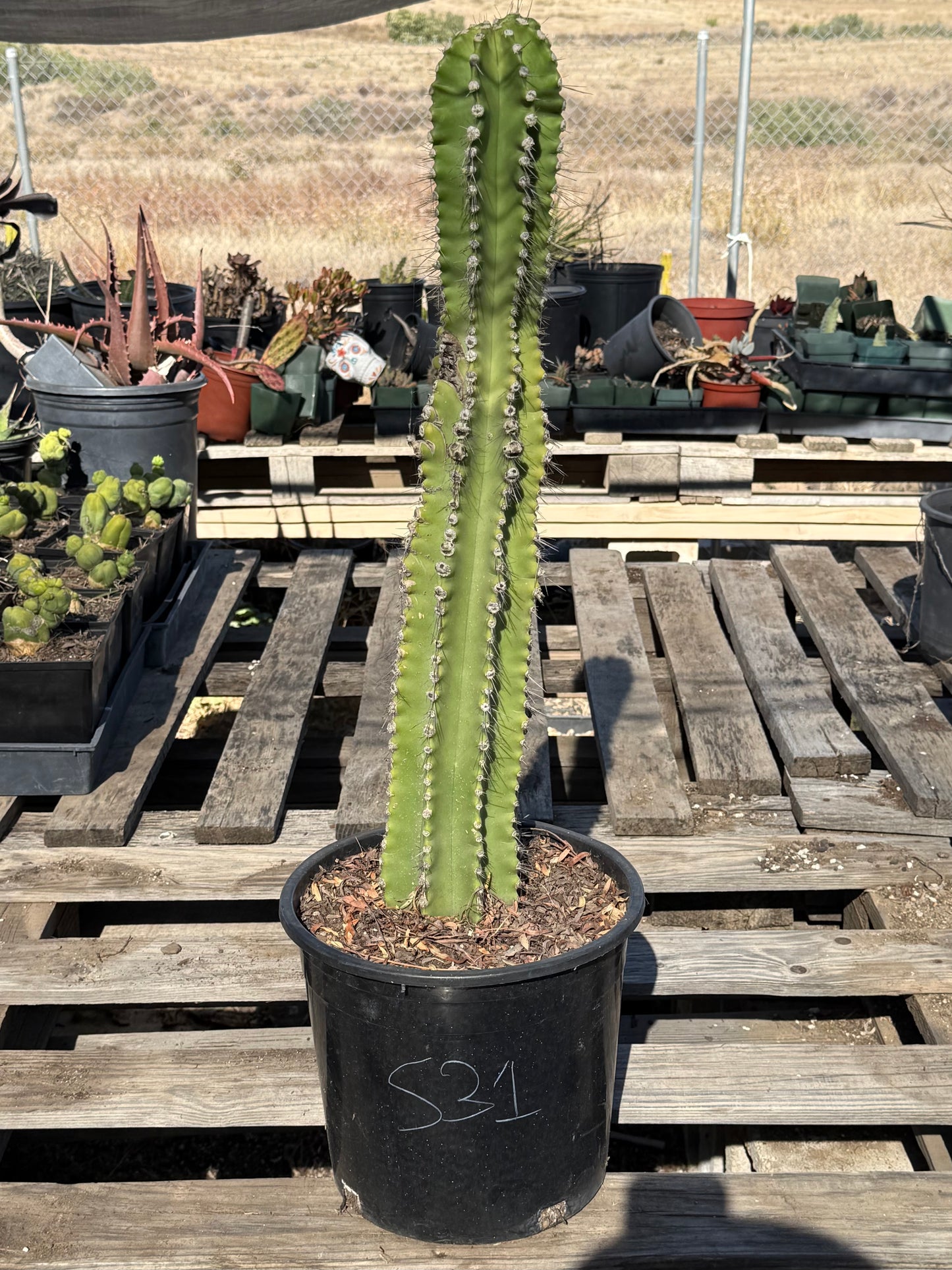 Neobuxbaumia euphorbioides S31 | Cephalocereus euphorbioides