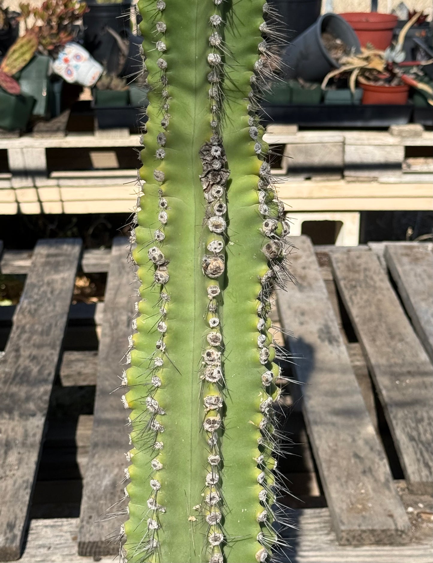 Neobuxbaumia euphorbioides S31 | Cephalocereus euphorbioides
