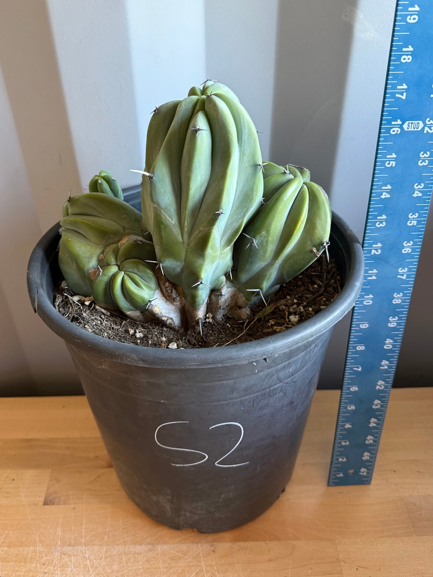 Myrtillocactus geometrizans ‘cristata’ Large Form S2