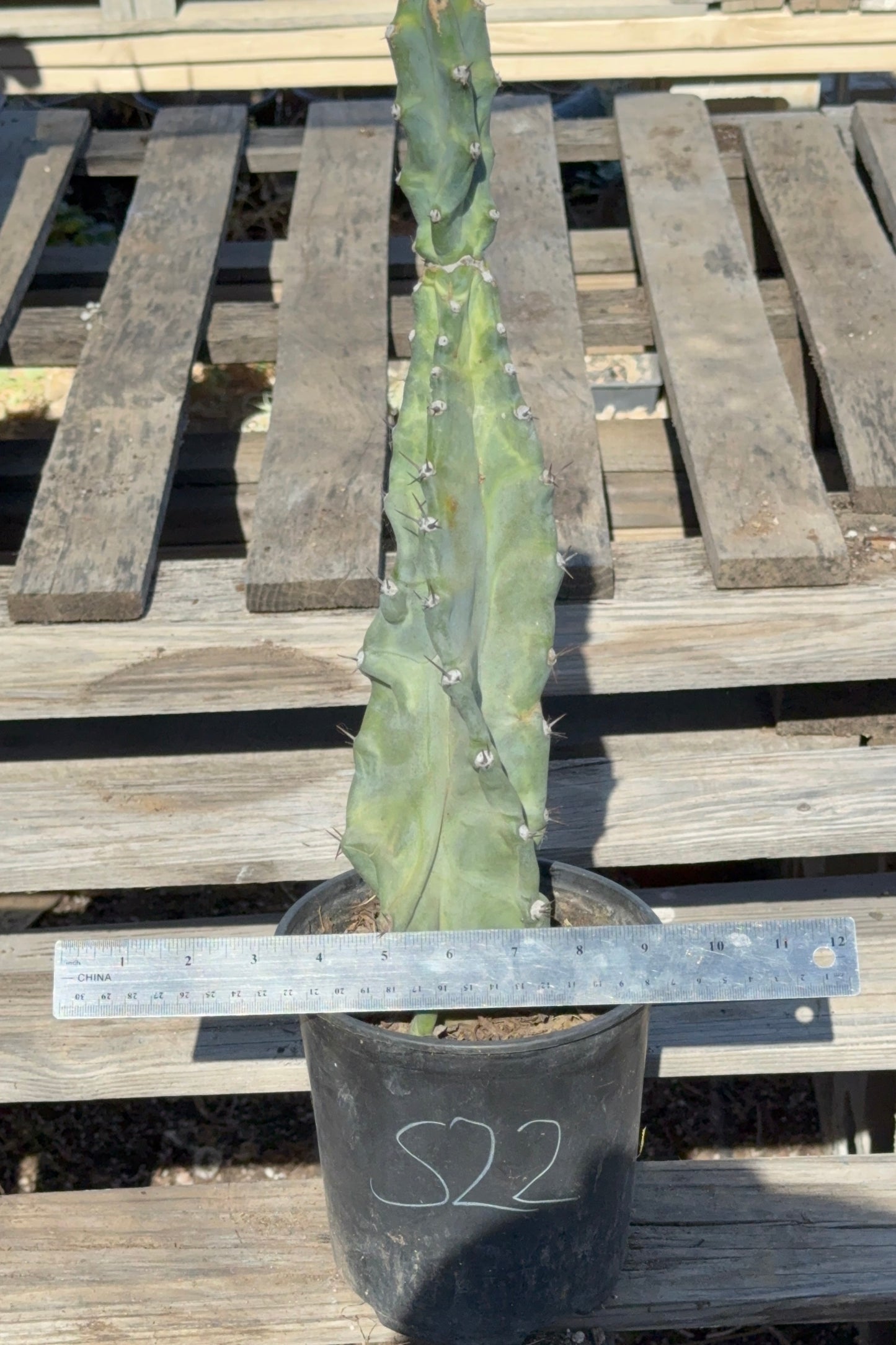 Cereus forbesii S22