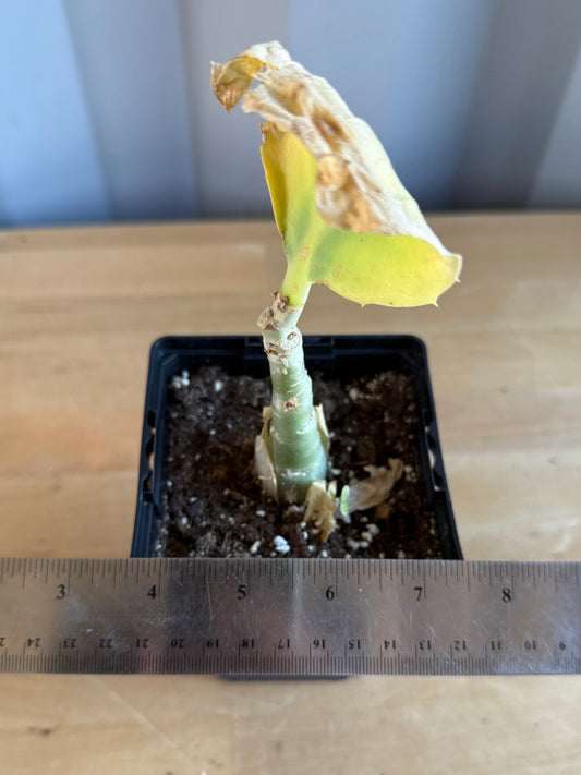 4-inch Cyphostemma cirrhosum SH93