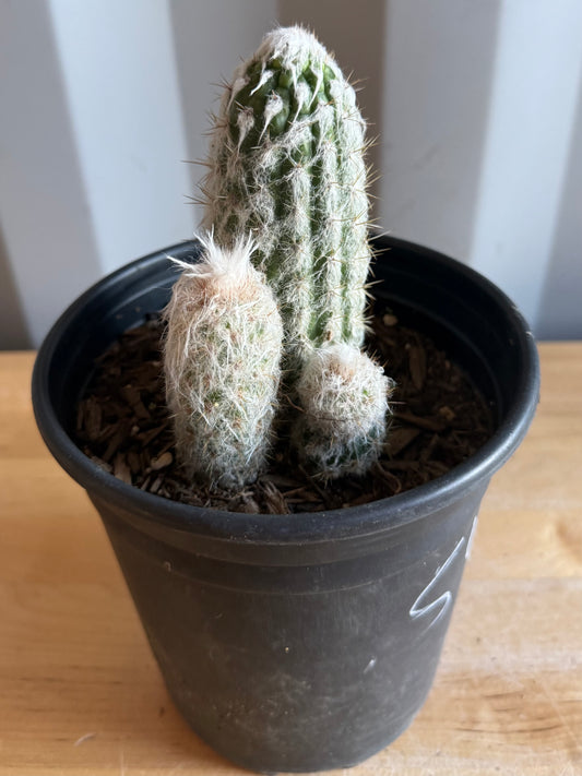 Old Man of the Andes | Oreocereus doelzianus S45