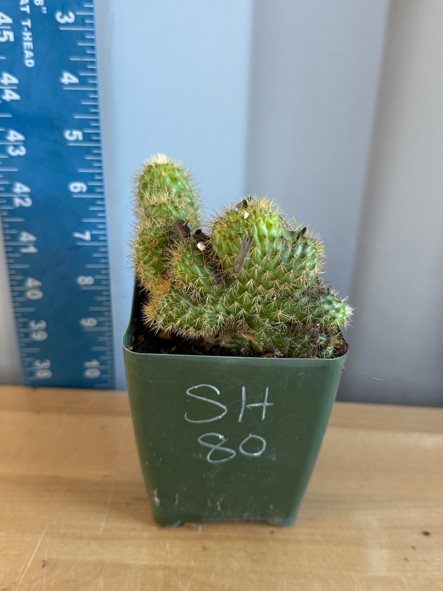 Crested Golden 'Rat Tail' Cactus | Cleistocactus winteri cristata SH80