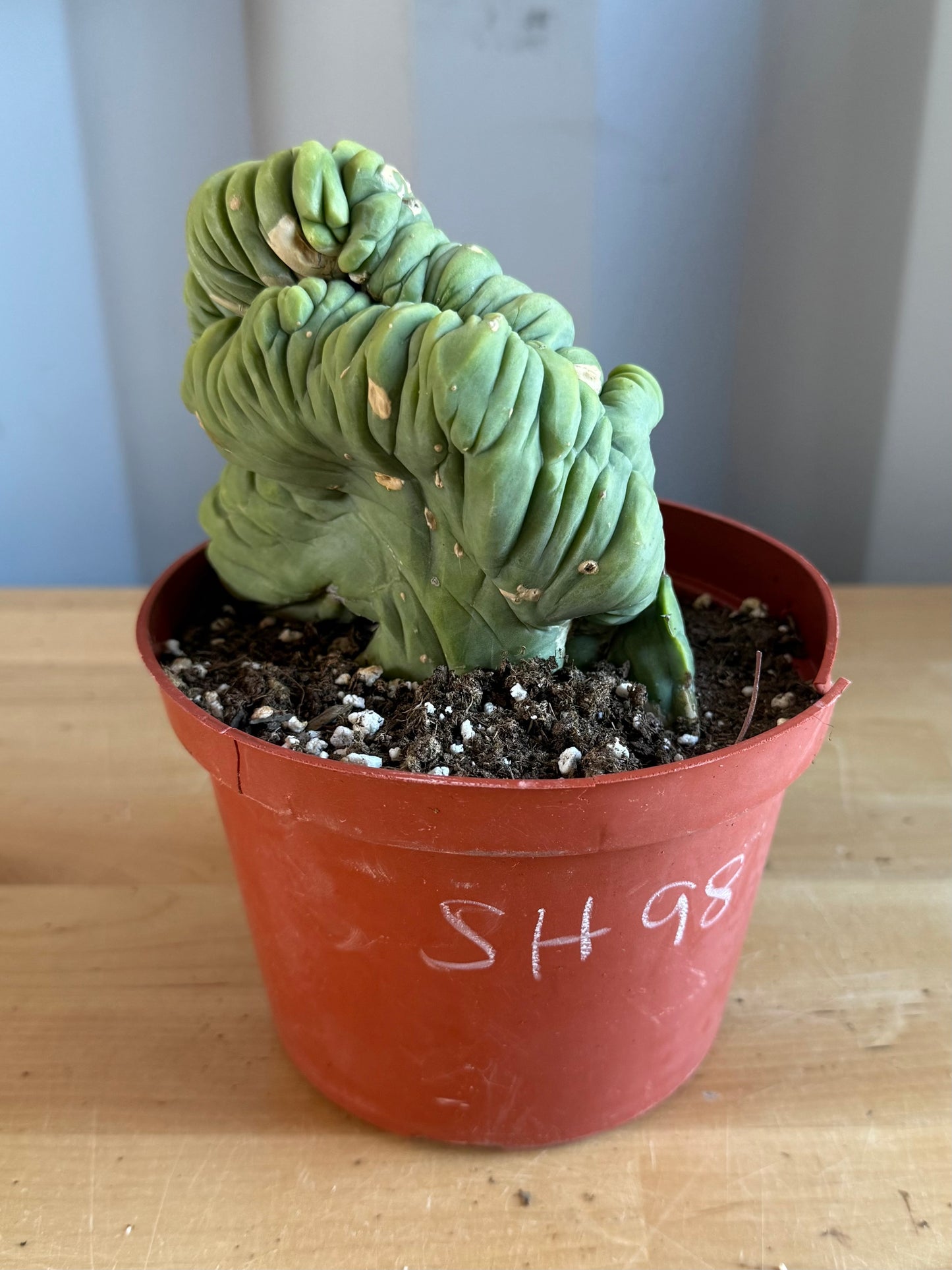 Crested Monstrose Cactus SH98