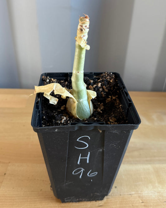 4-inch Cyphostemma cirrhosum SH96