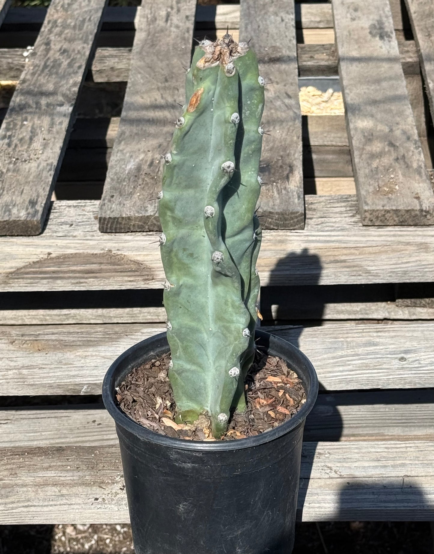 Cereus forbesii S23