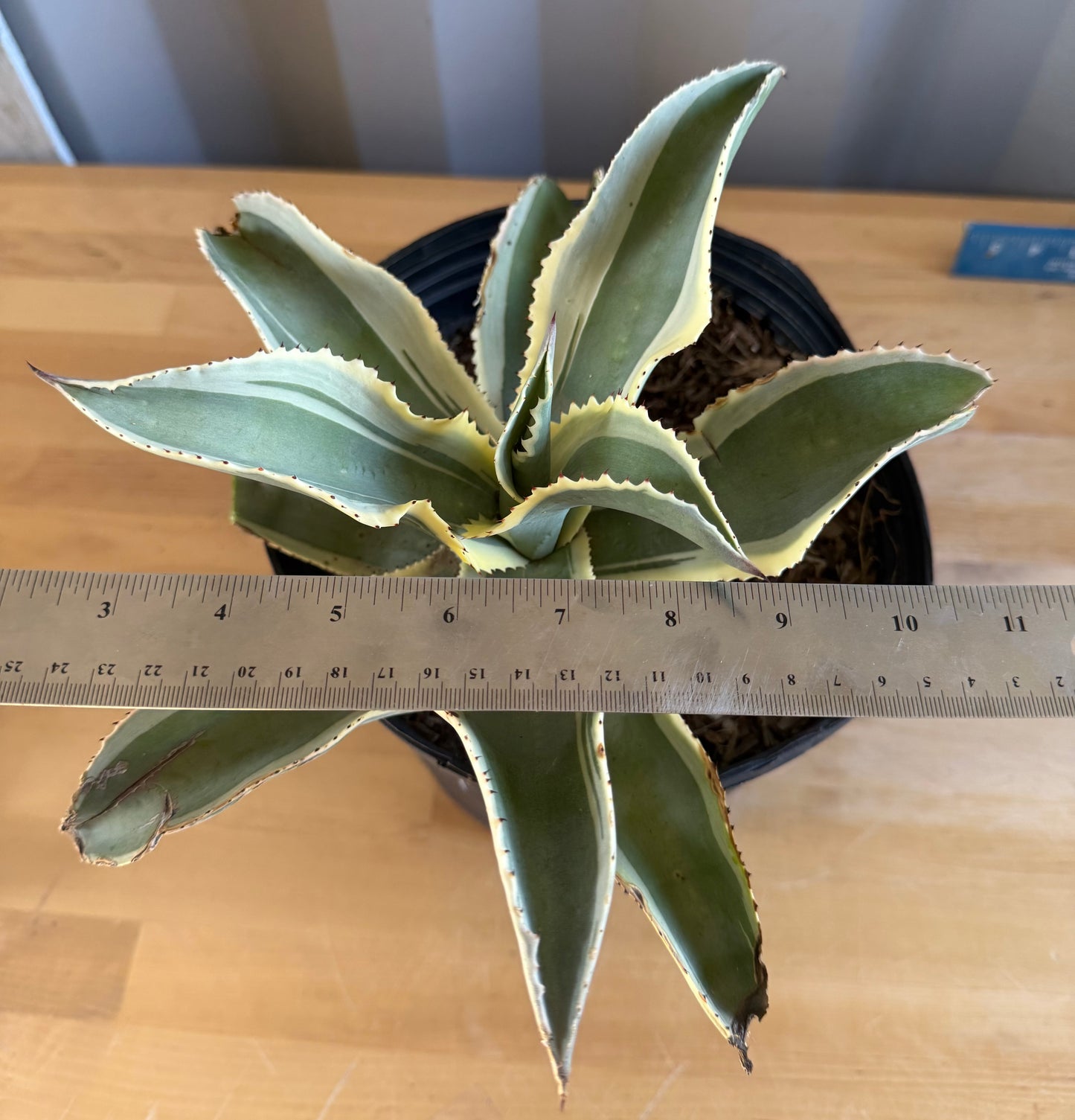 Agave gypsophila 'Ivory Curls' SH28 | Variegated Century Agave