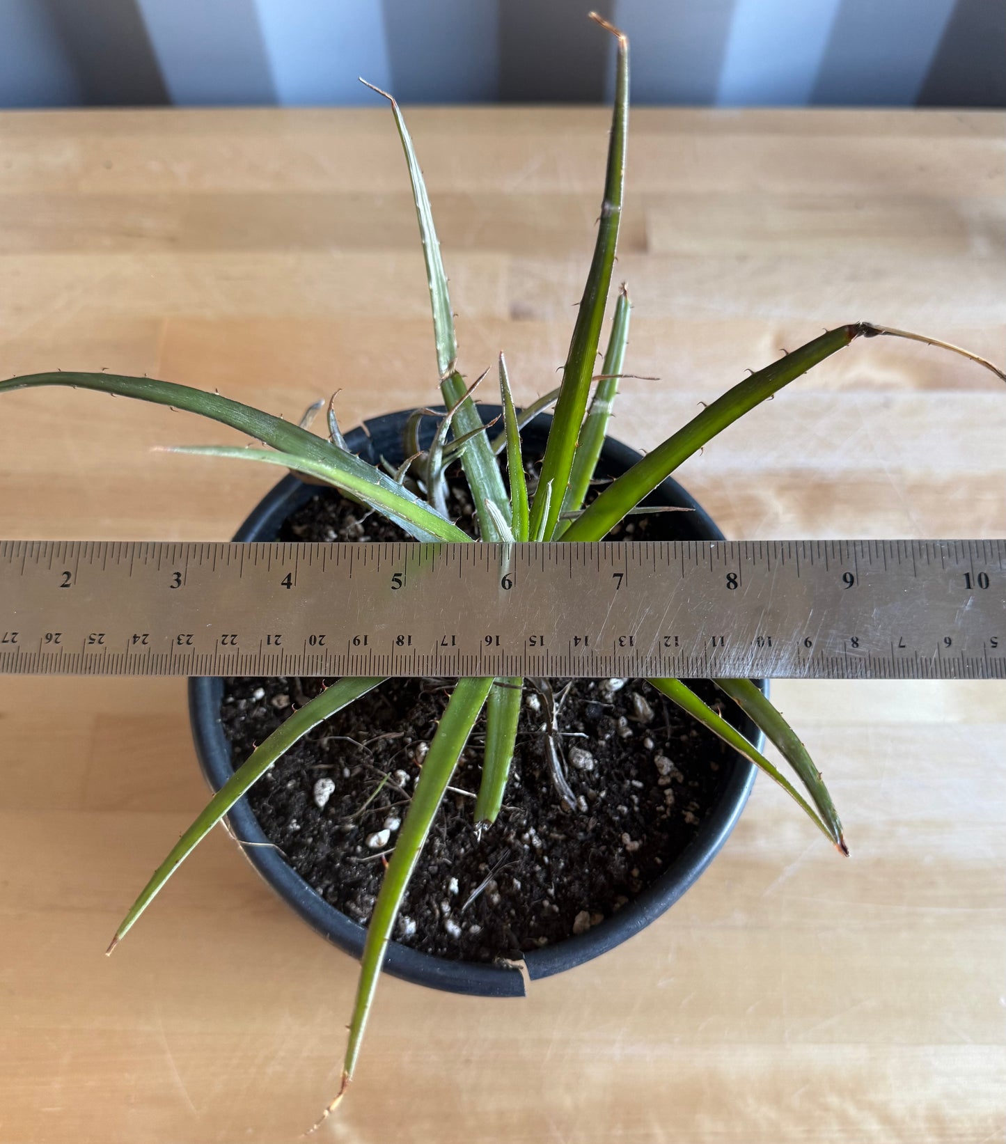 Dyckia Bromeliad S36