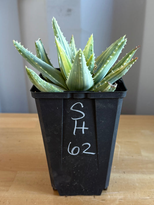 4-inch Variegated Aloe brevifolia SH62