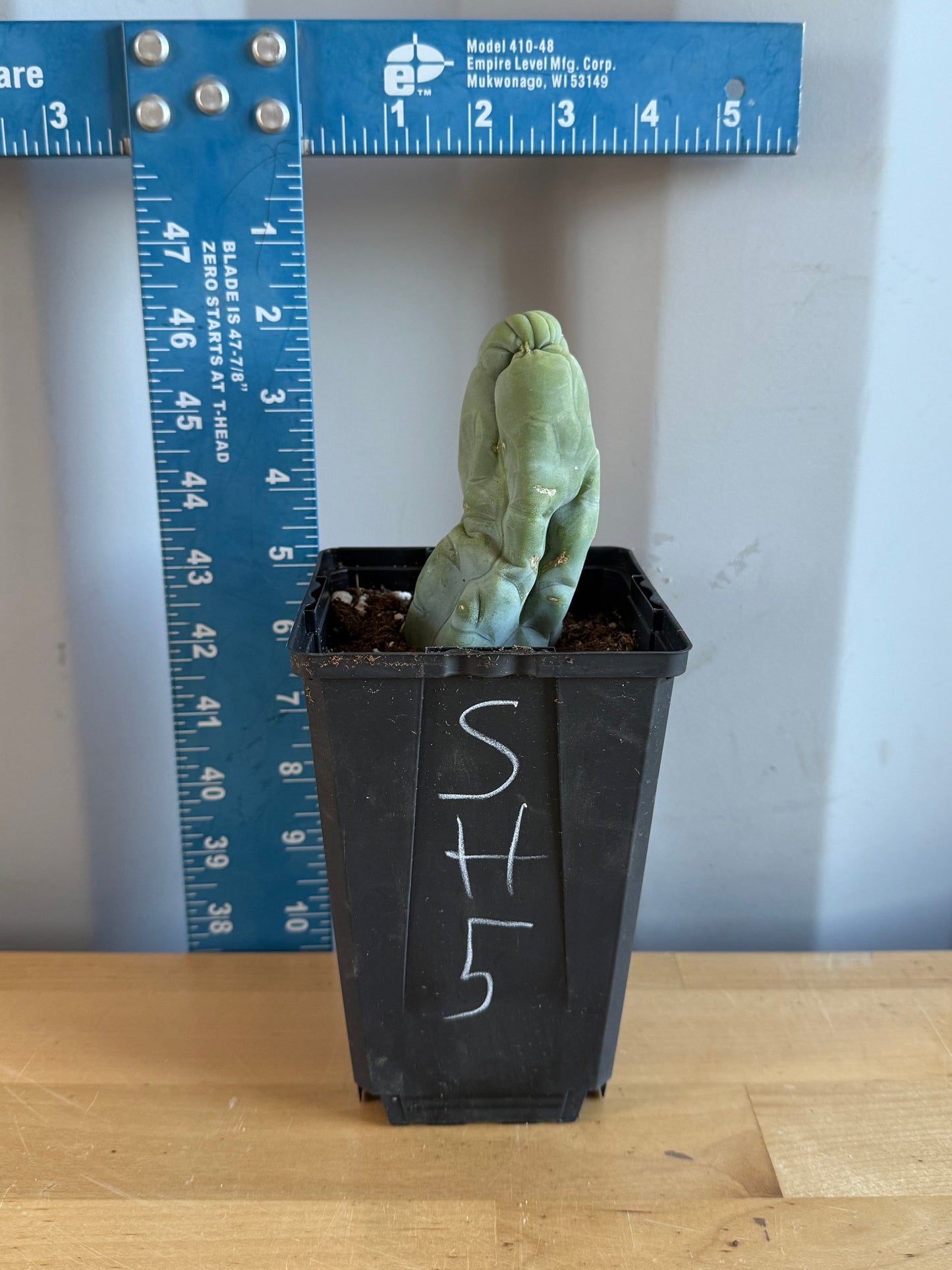 Bruce’s Dragon Cactus SH5