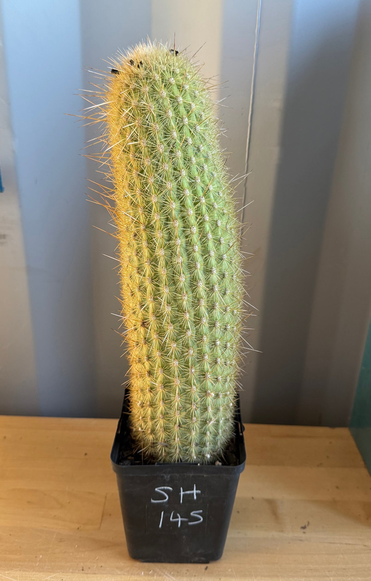 Weberbauerocereus winterianus SH145