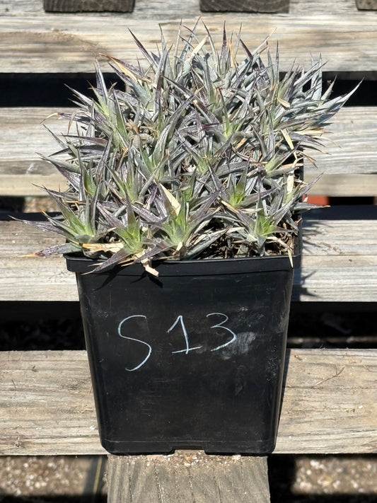Abromeitiella brevifolia S13 | Deuterocohnia brevifolia