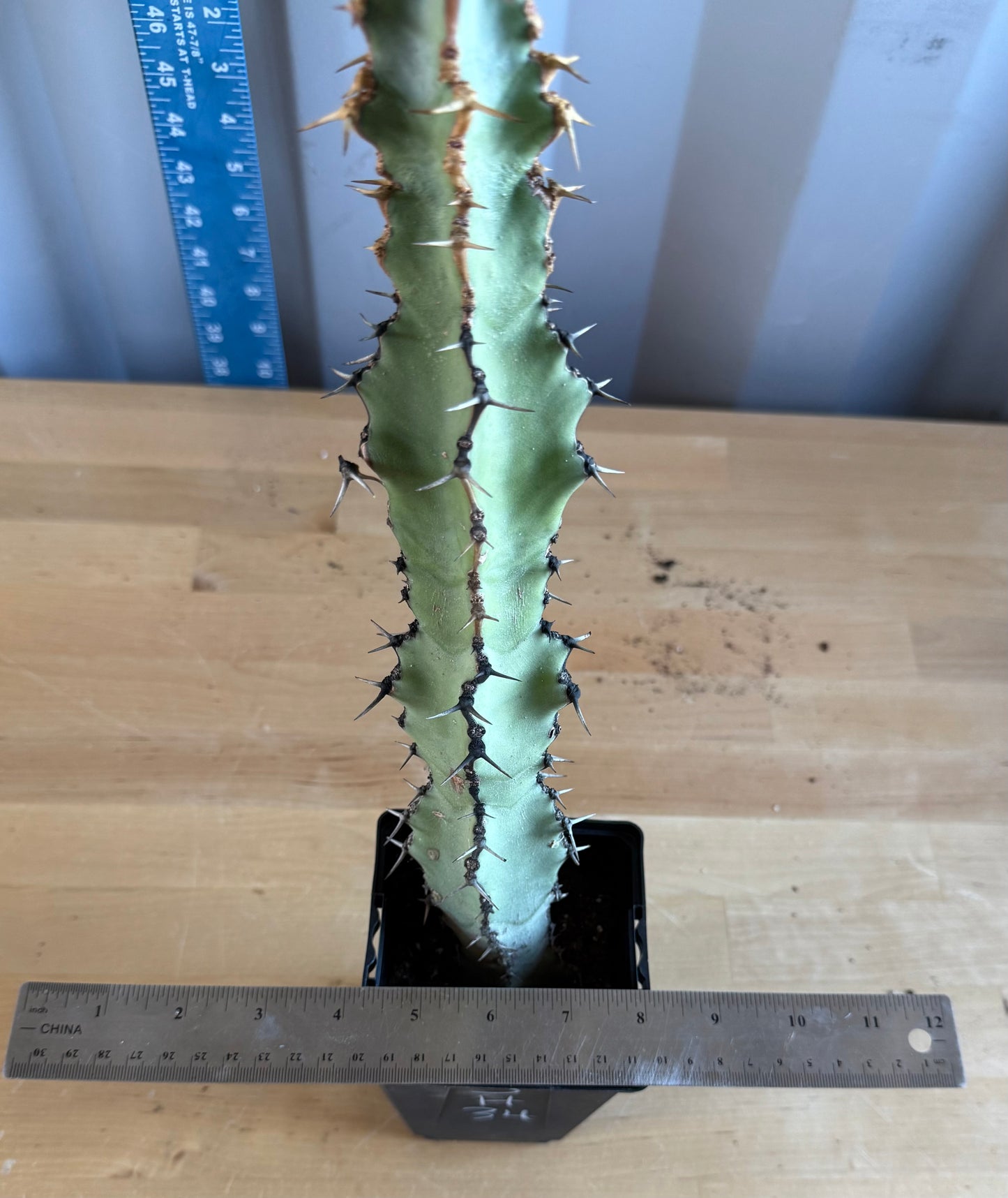 Euphorbia coerulescens SH34