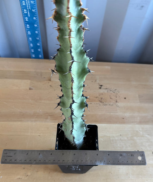 Euphorbia coerulescens SH34