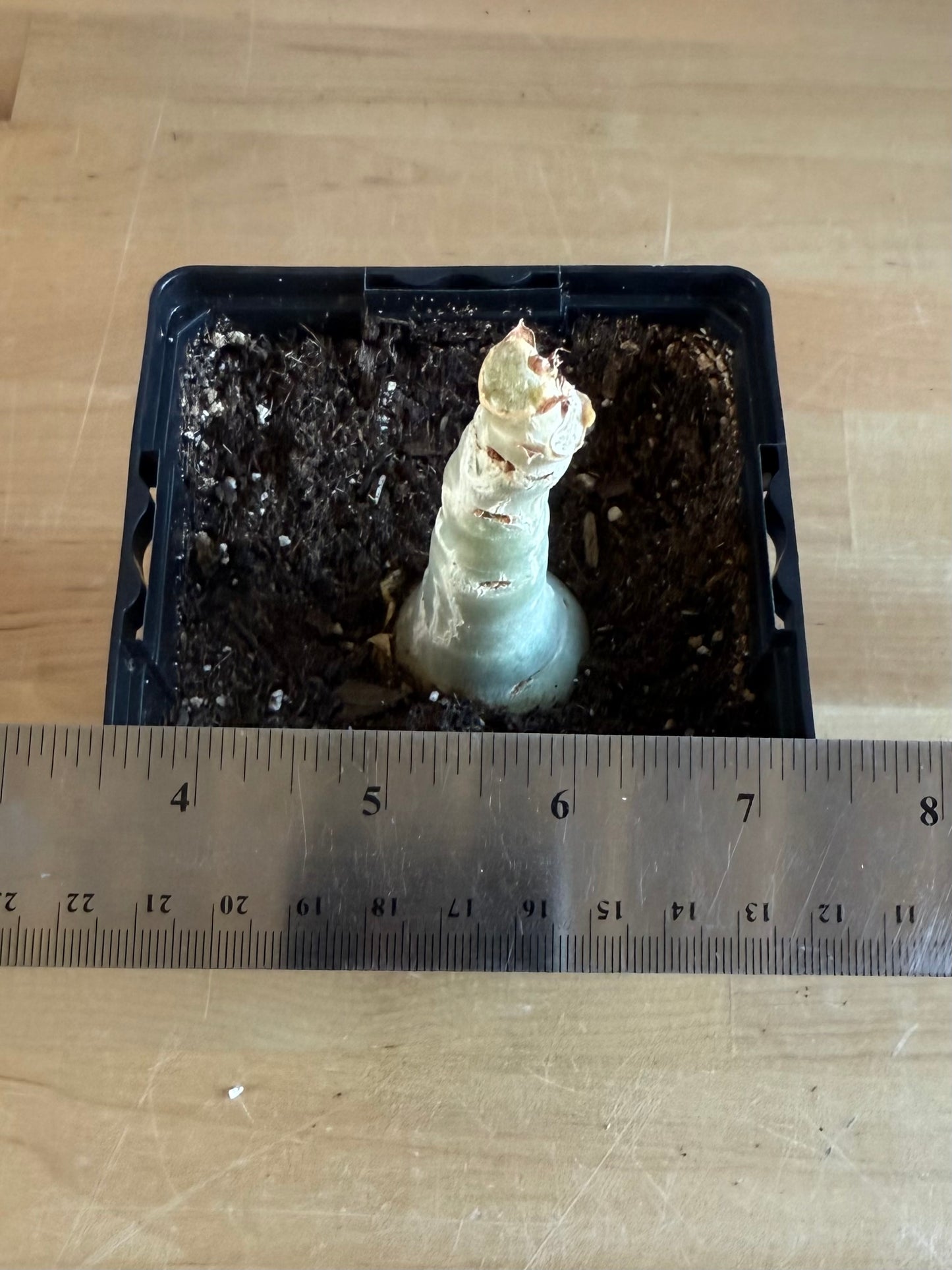 4-inch Cyphostemma cirrhosum SH90