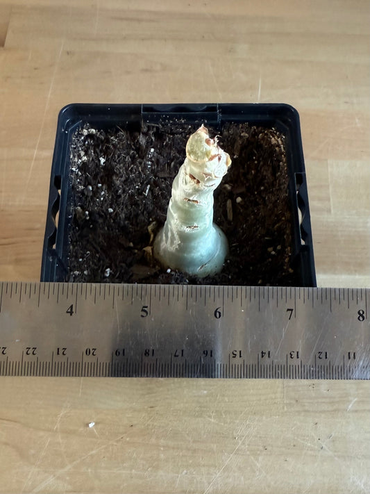 4-inch Cyphostemma cirrhosum SH90