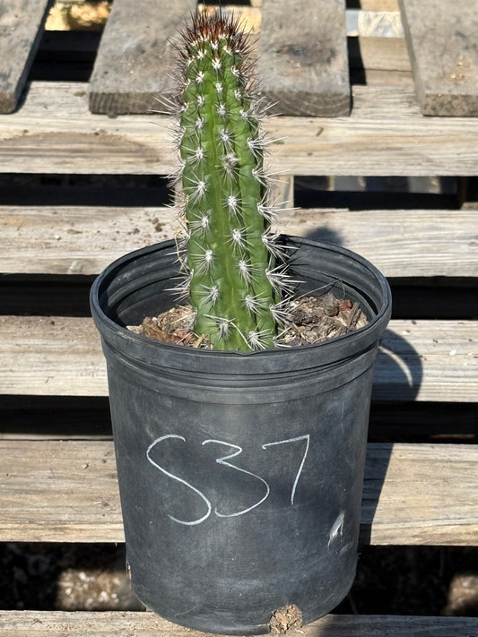 Cleistocactus fieldianus S37