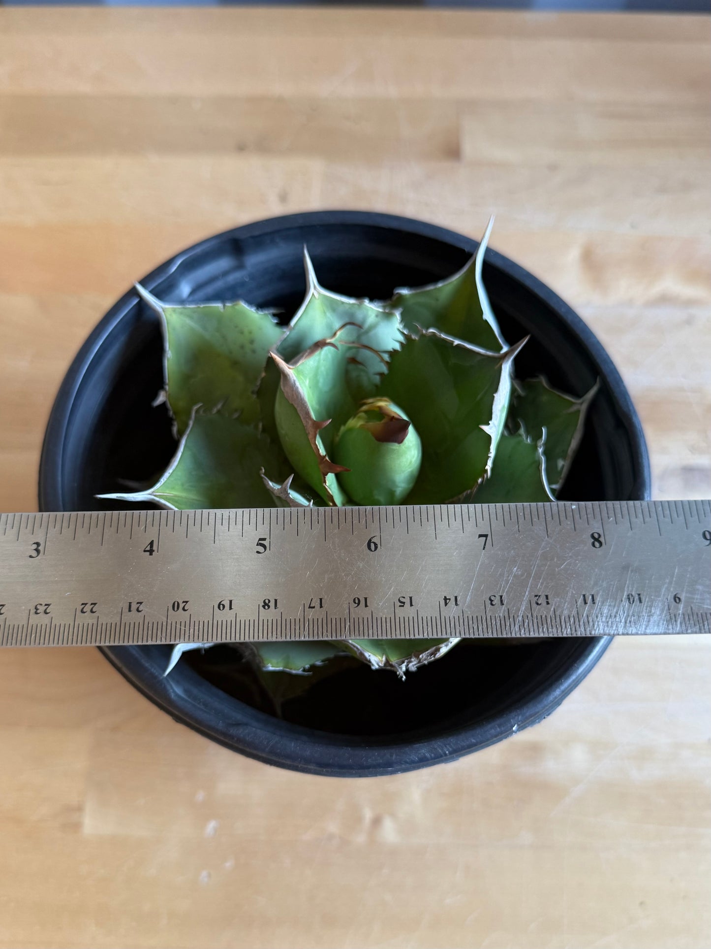 Agave titanota S39