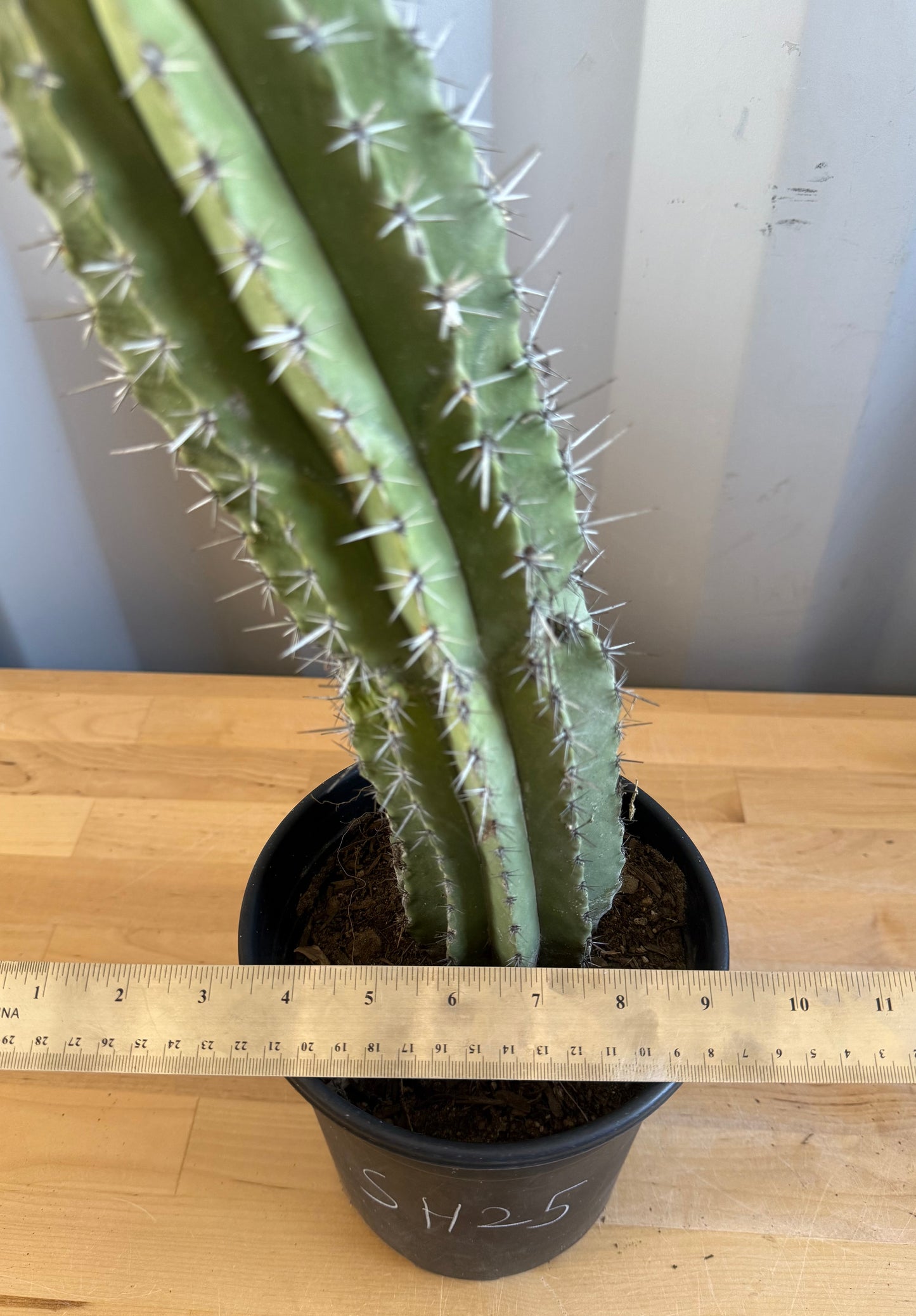 Stenocereus griseus SH25 | Mexican Organ Pipe Cactus