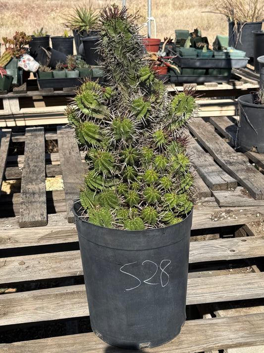 Euphorbia horrida var. noorsveldensis S28 | Large Cluster
