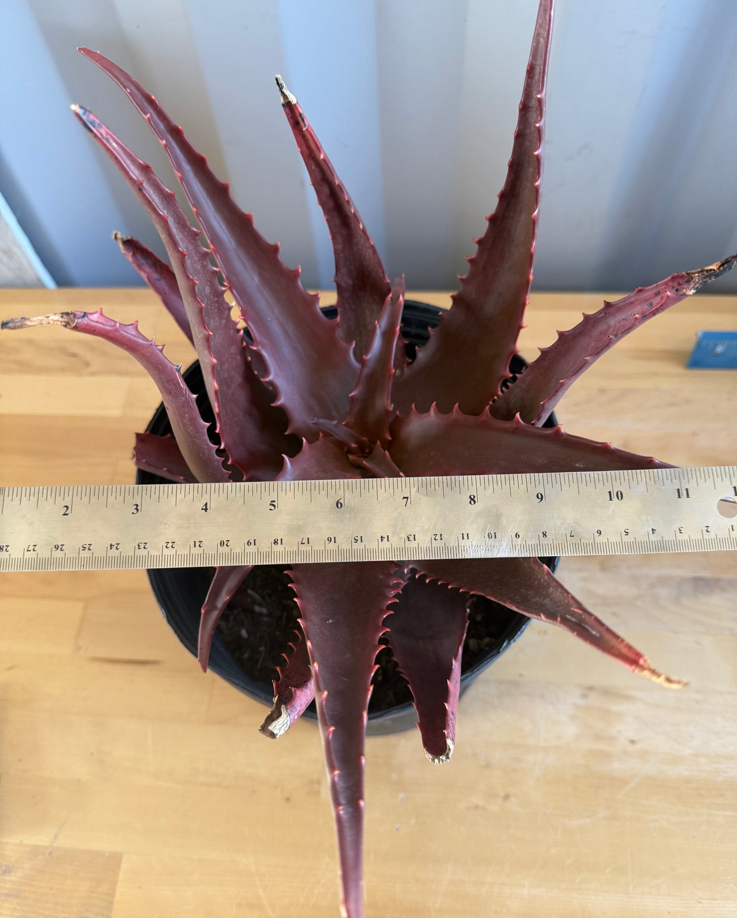 Aloe cameronii  x chabaudii Hybrid SH26