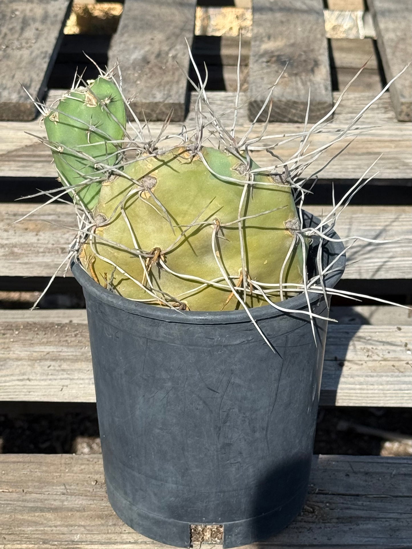 Opuntia sulphurea' AE35 | Sulphur Prickly Pear