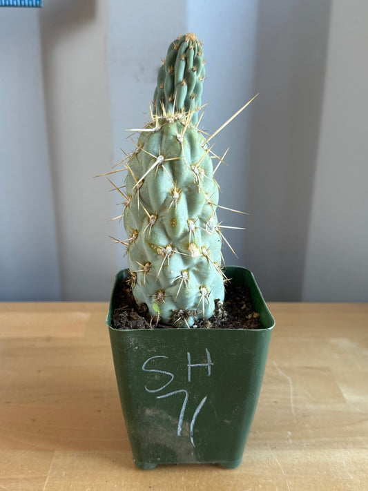 4-inch Miqueliopuntia miquelii SH71 | Opuntia miquelii