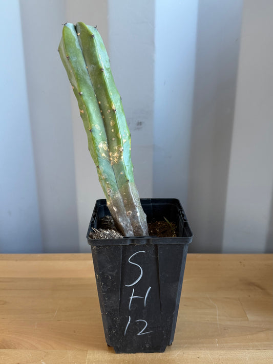 Myrtillocactus geometrizans SH12