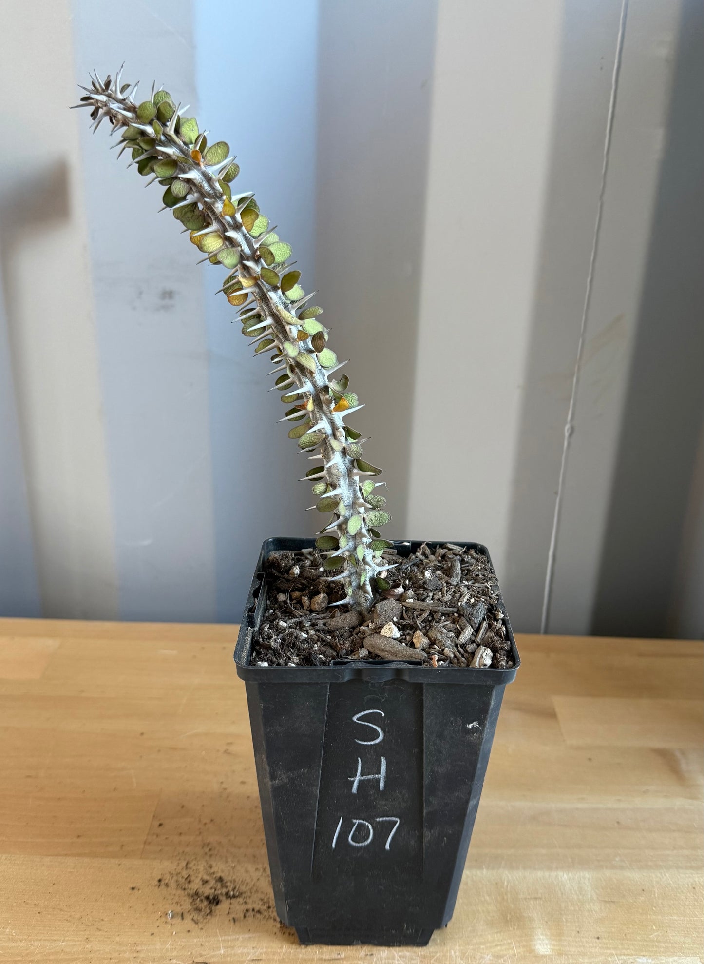 Madagascar Ocotillo SH107 | Alluaudia procera