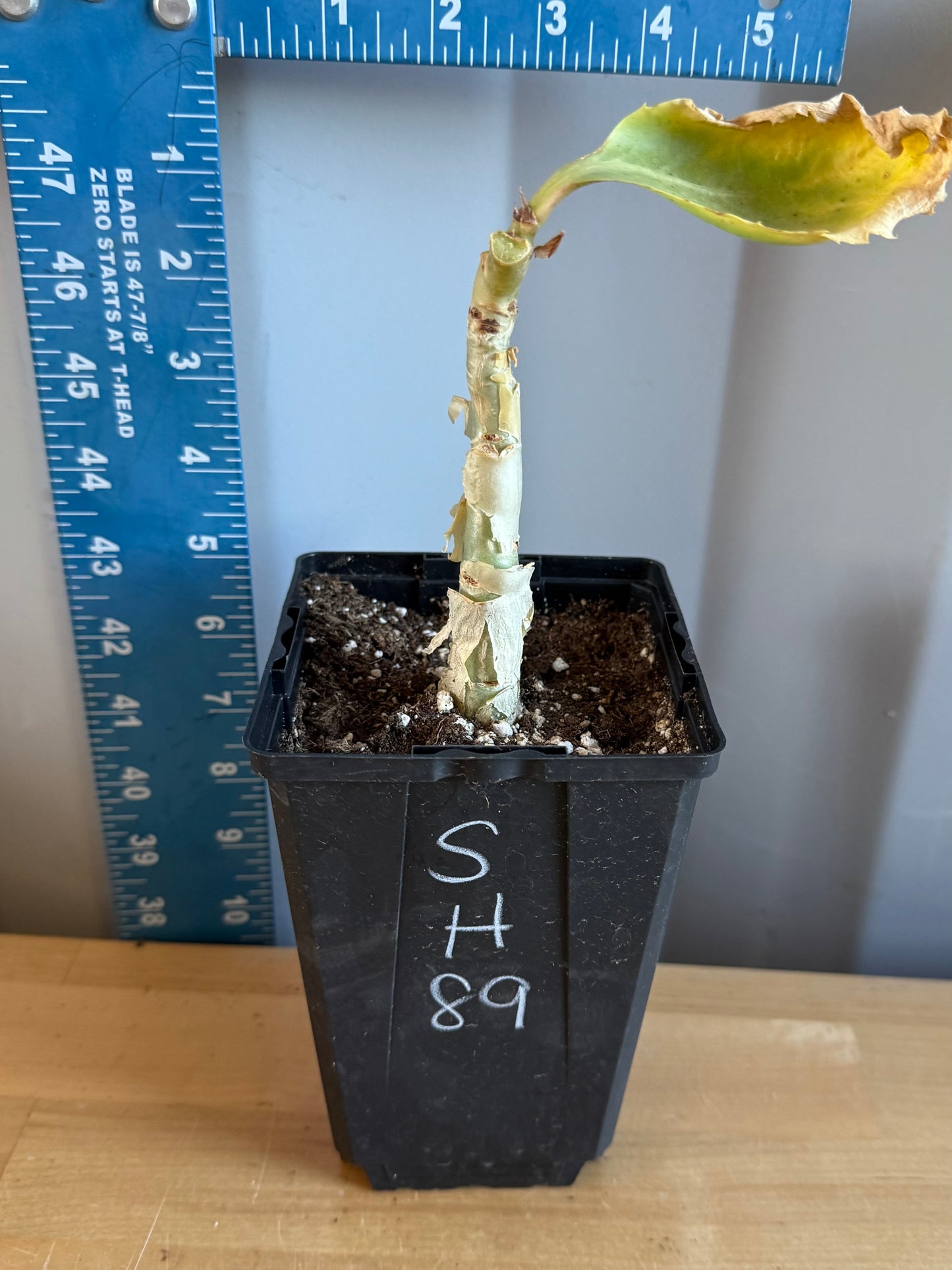 4-inch Cyphostemma cirrhosum SH89