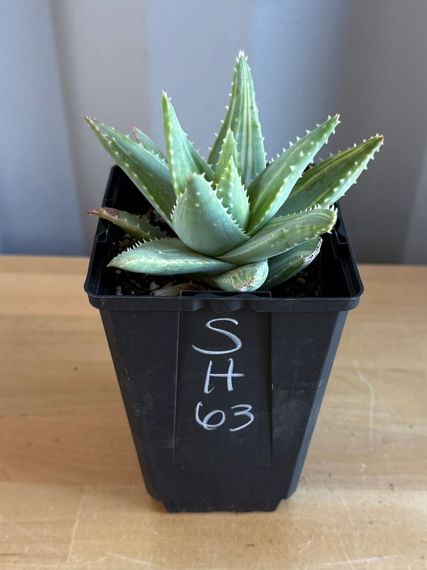 4-inch Variegated Aloe brevifolia SH63