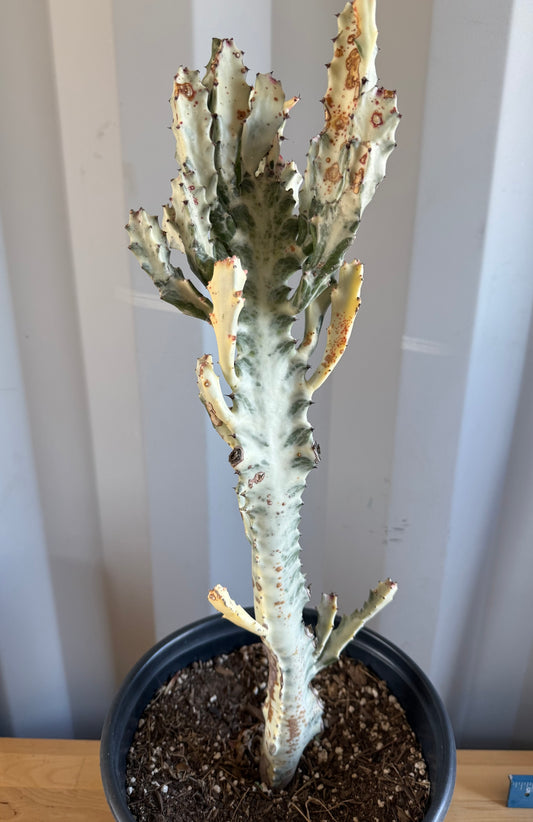 5gal ‘Dragon Bones’ | Euphorbia lactea variegata ‘White Ghost’ SH29
