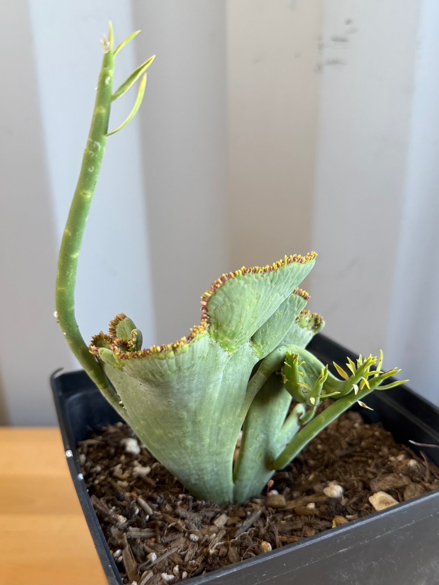Crested Euphorbia mauritanica SH19