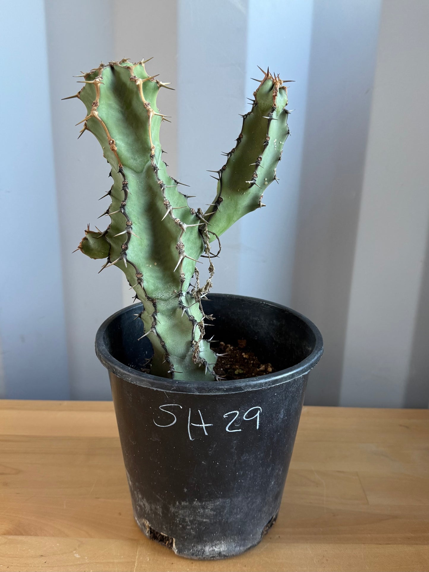 Euphorbia coerulescens SH29