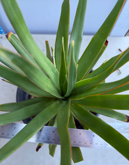 5 Gallon Dragon Tree SH193 | Dracaena draco