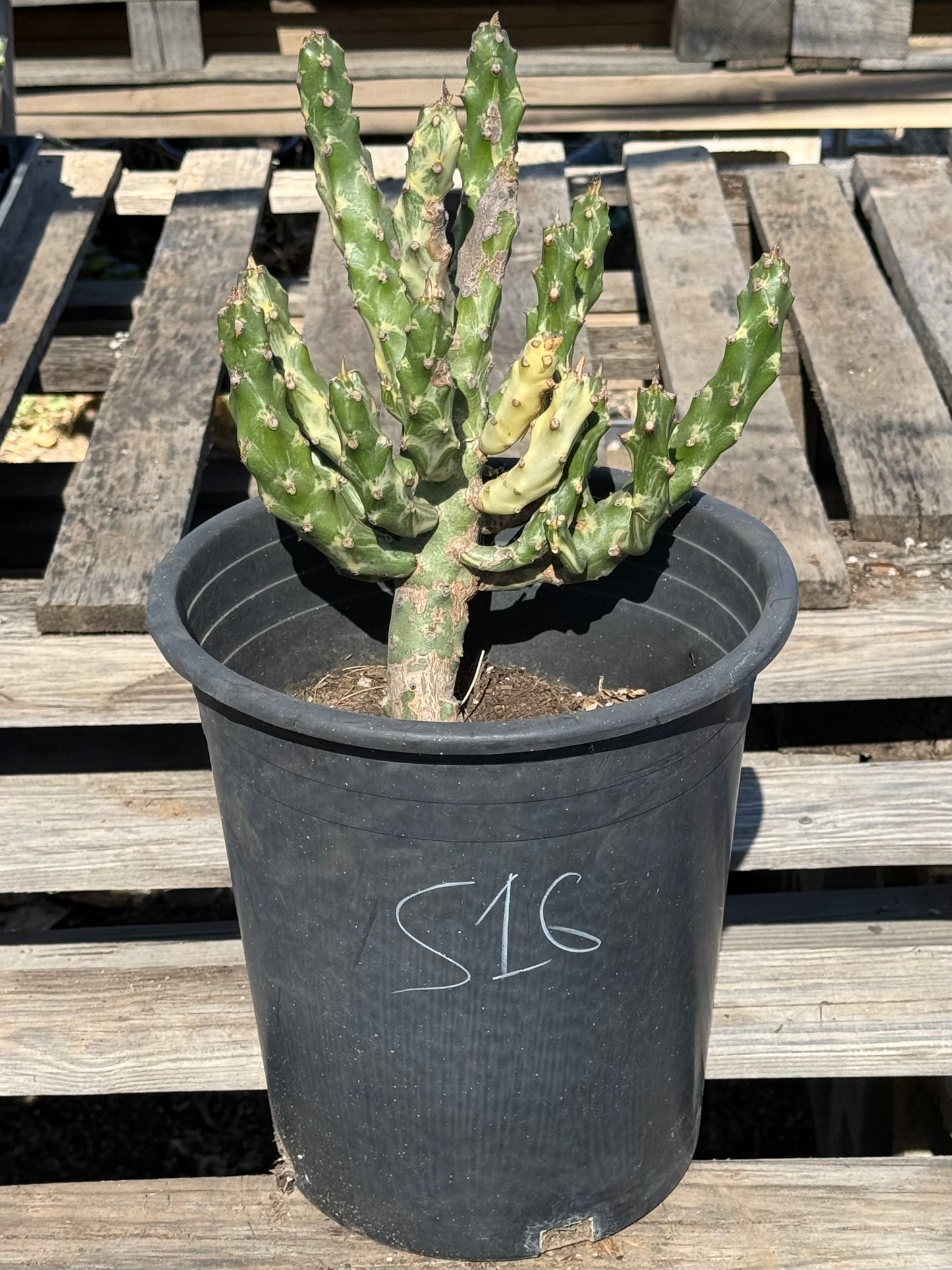 5gal Euphorbia neriifolia variegata S16 | Euphorbia Neriifolia Variegated