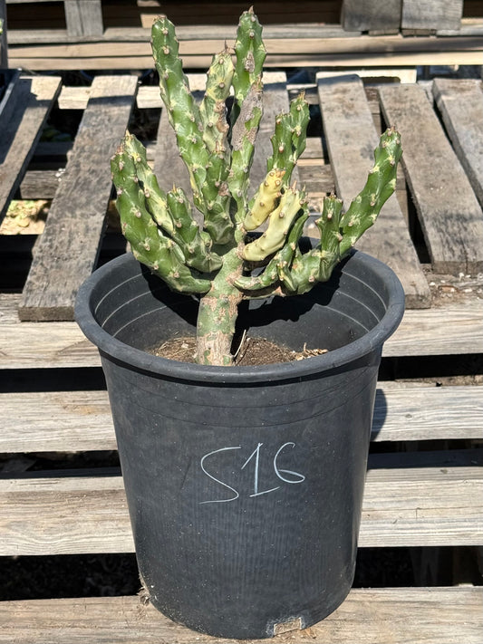 5gal Euphorbia neriifolia variegata S16 | Euphorbia Neriifolia Variegated
