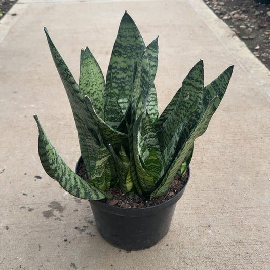 Sansevieria zeylanica | Snake Plant 3g