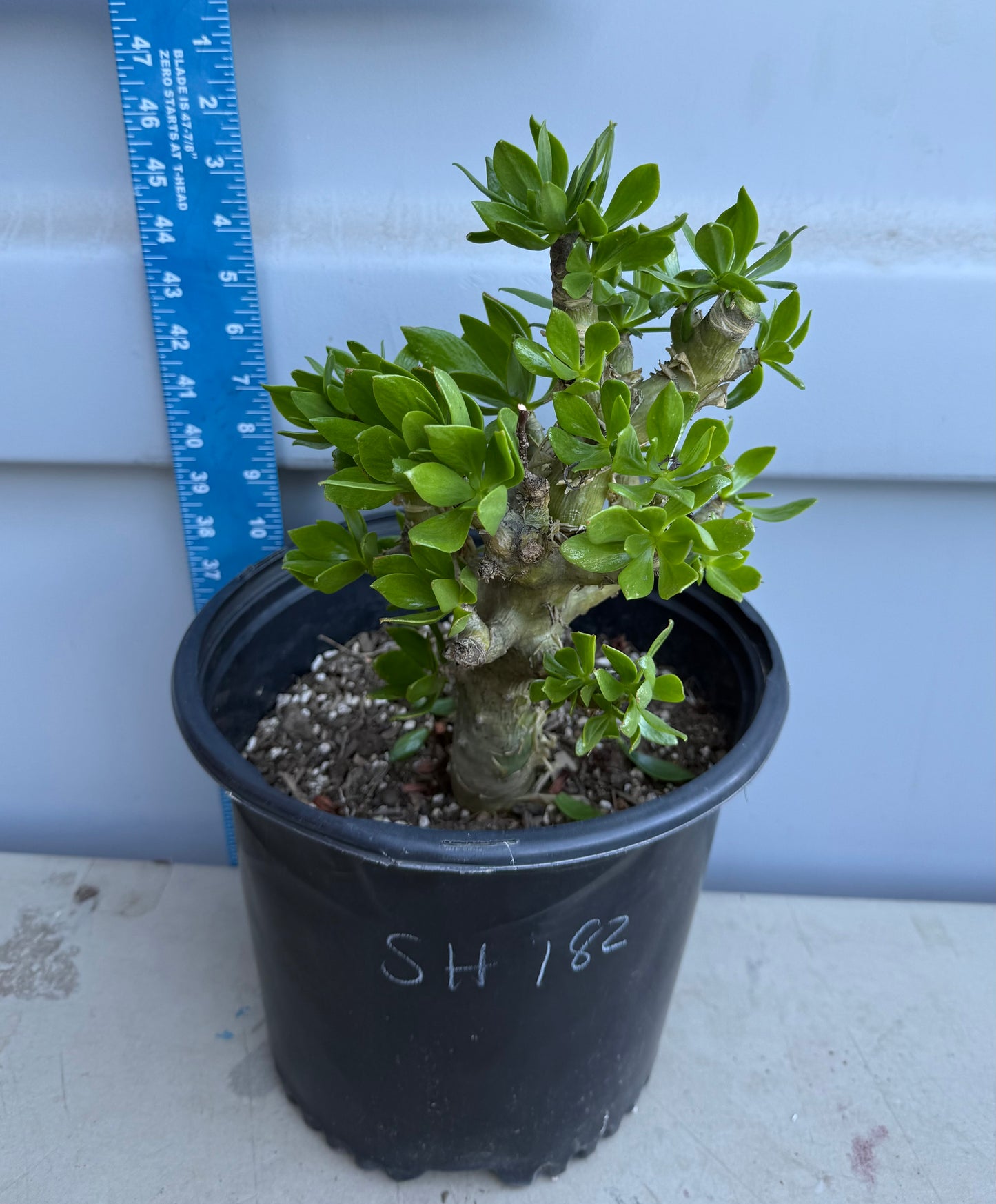 5gal Butter Tree SH182 | Tylecodon paniculatus